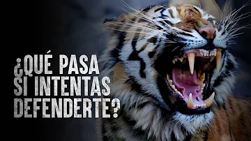 ¿Cómo evitar el ataque de un tigre?