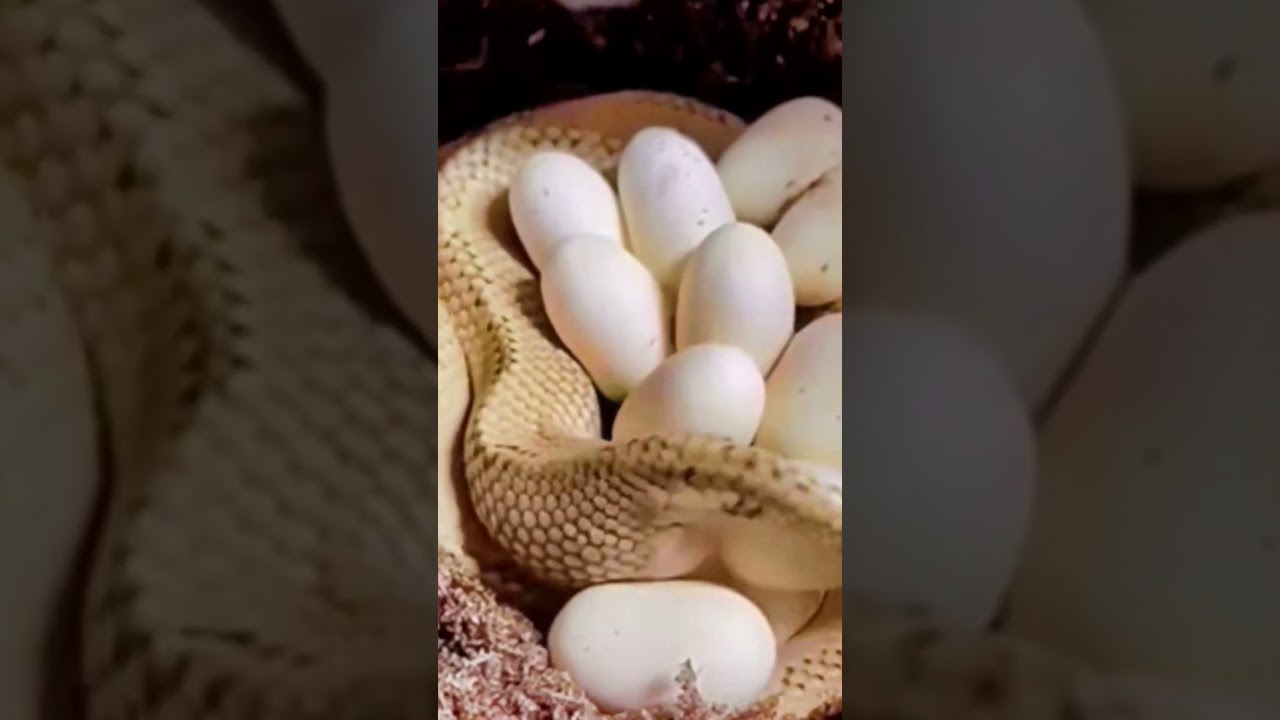 Snake Laying Egg