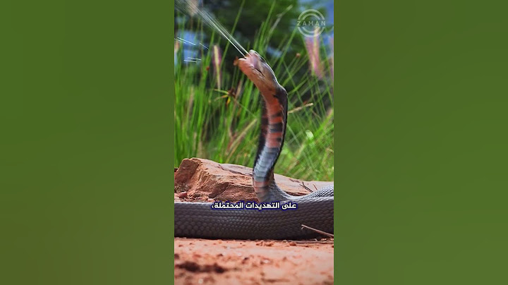 لهذا السبب سُميت أفعى الكوبرا الباصقة بهذا الإسم 😨 #shorts