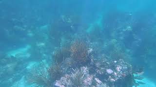 Florida Keys Hen and Chickens Snorkeling Islamorada 2020