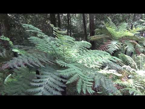 Ampitheatre Track to Fairy Bower Falls, Bundanoon  @kurvapicsa