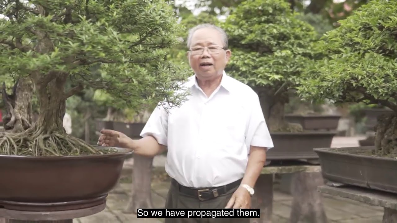 Vietnamese Bonsai