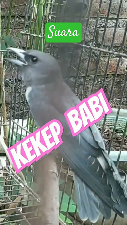 suara pikat kekep babi