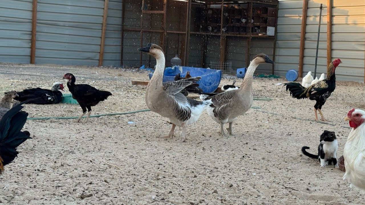 الحمام الباكستاني انتج كله | والدجاج الباكستاني رجن 