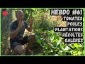 Hebdo Potager #61 - Tomates, galères, poules, fertilité, cultures d'été...