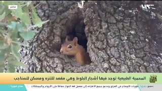 شاهد | جولة بين أشجار البلوط المعمّرة في محمية الشيخ عيسى بريف إدلب