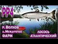 ЛОСОСЬ НА ВОЛХОВЕ РР4 / РР4 ВОЛХОВ ЛОСОСЬ ФАРМ / RUSSIAN FISHING 4 VOLKHOV RIVER ATLANTIC SALMON