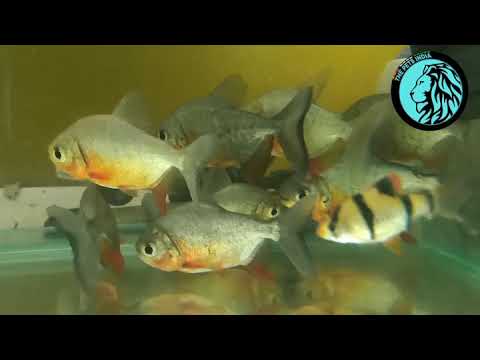 i am fish piranha level 1 i am fish piranha level 1
