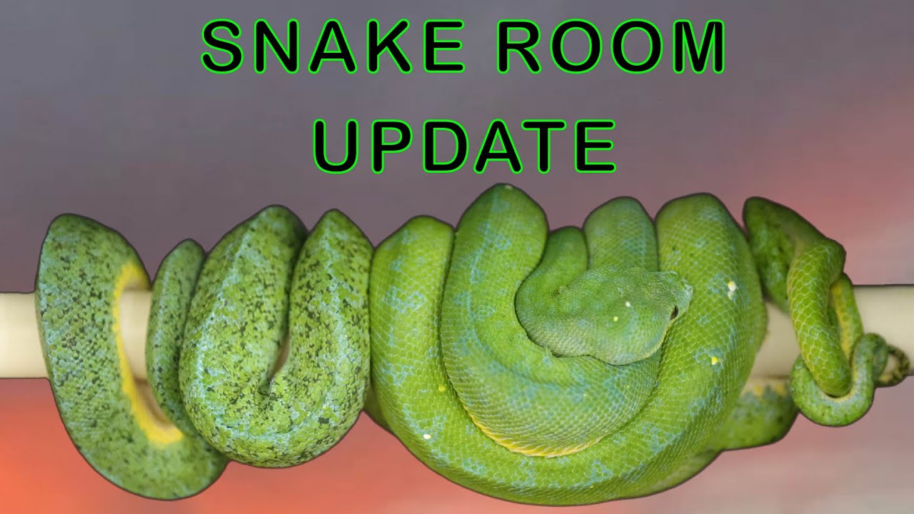 Typical Day In The SNAKE ROOM | Ball Pythons & Green Tree Pythons - YouTube