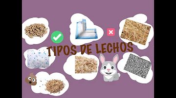 ¿Qué lecho es malo para los conejos?