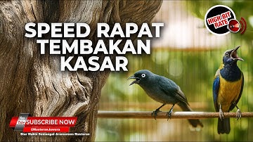 🔴 Live Masteran Speed Rapat Ngetik Nembak Kasar Materi Cucak Cungkok Gacor vs Srigunting Abu Kunti