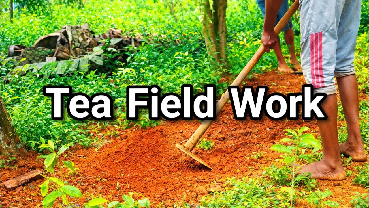 A Day in the Tea Field | Removing Weeds & Caring for Tea Plants 