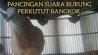 Pancingan Suara Burung Perkutut Bangkok Manggung Gacor
