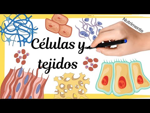 Video: ¿Cómo se agrupan las células?
