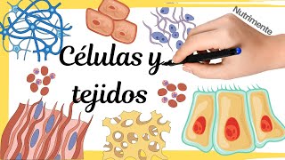 ¿Cuál es la relación entre las células, los tejidos y los órganos?