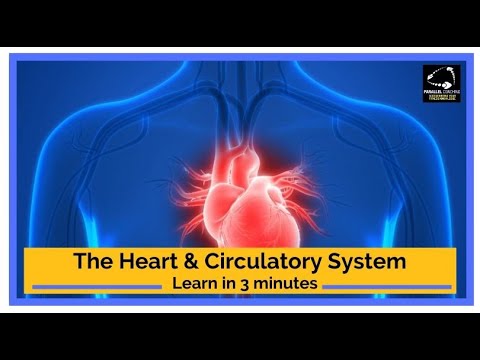 Understanding The Heart and Circulatory System