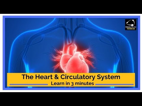 Understanding The Heart and Circulatory System - YouTube