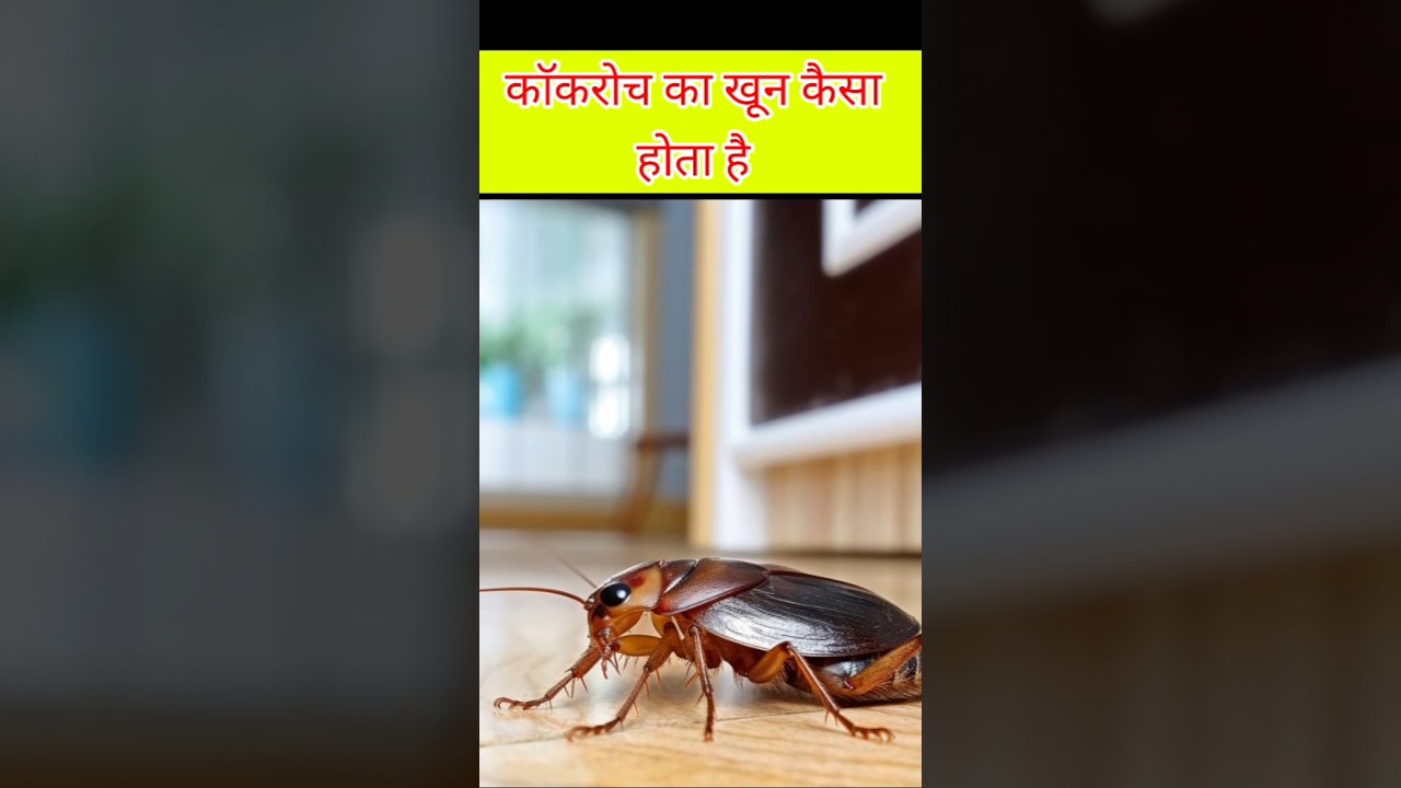cockroach ka khun kaisa hota hai #facts #indianlandmark #हिंदीfacts ...