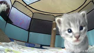 Kitten gets curious about the kitten cam #kittens #kitten #cats