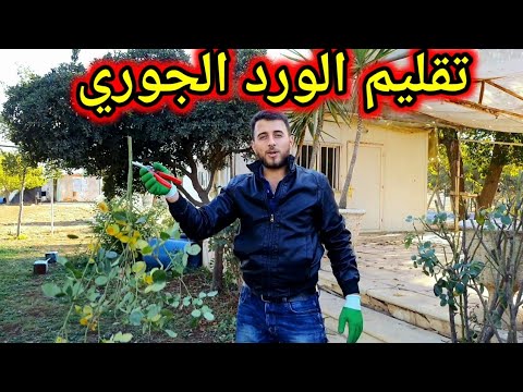 فيديو: إيجابيات وسلبيات تقليم وردة الخريف