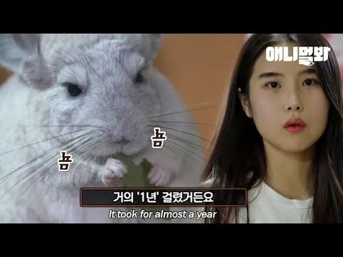 마냥 행복해보이는 친칠라 자몽이의 숨겨진 과거.. l The Sad, Hidden Past Behind Happy Chinchilla