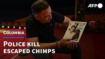 Chimpanzees escaped from Colombian zoo shot by police | AFP