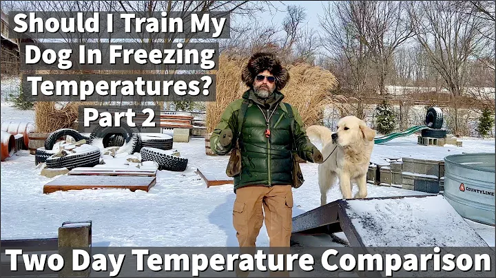 Should I Train My Dog In Freezing Temperatures? Pa...