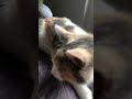 Chipi chipi chapa chapa