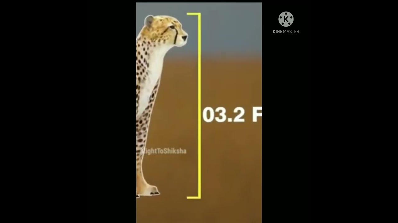 how can cheetah run fast #shorts #youtubeshorts #cheetah #viral - YouTube