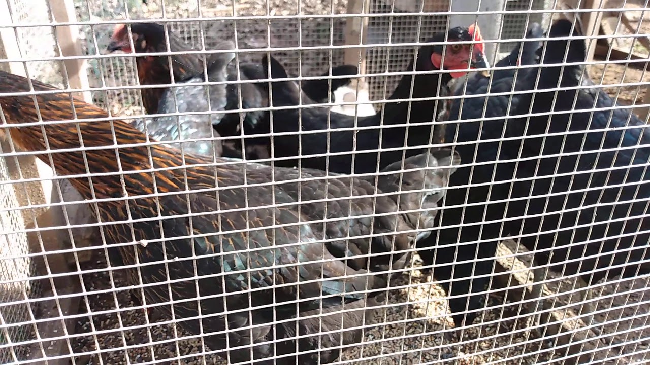 Black Sex Link Chickens At 16 Weeks Youtube