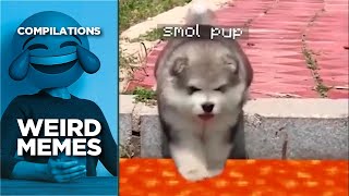 Weird MEMES Compilation by Compilations 215 views 4 years ago 6 minutes, 57 seconds