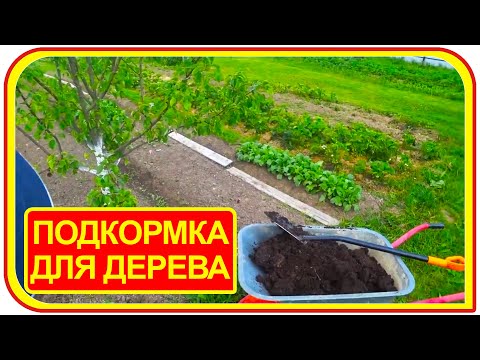Удобрение для плодовых деревьев своими руками. Чем удобрять деревья?