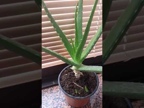 Video: Për çfarë përdoret aloe socotrina?