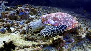 Under Red Sea 4K - Beautiful Coral Reef Fish, Relaxing Sleep Meditation Music - 4K Video UHD #152