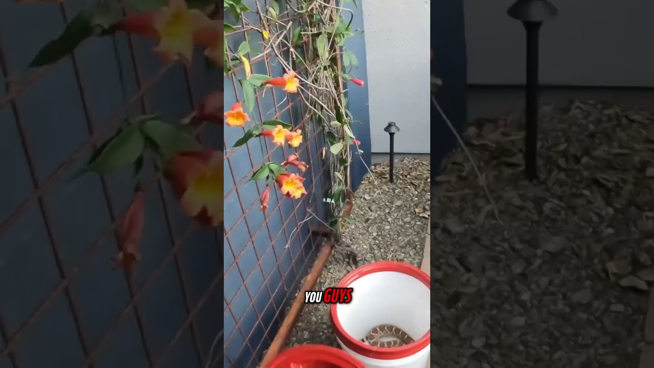 A Western Diamondback Rattlesnake visited a home recently and got to meet Marissa.