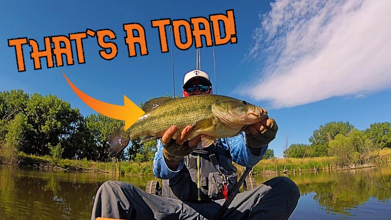 Catching TOADS on FROGS! Topwater Largemouth Bass!