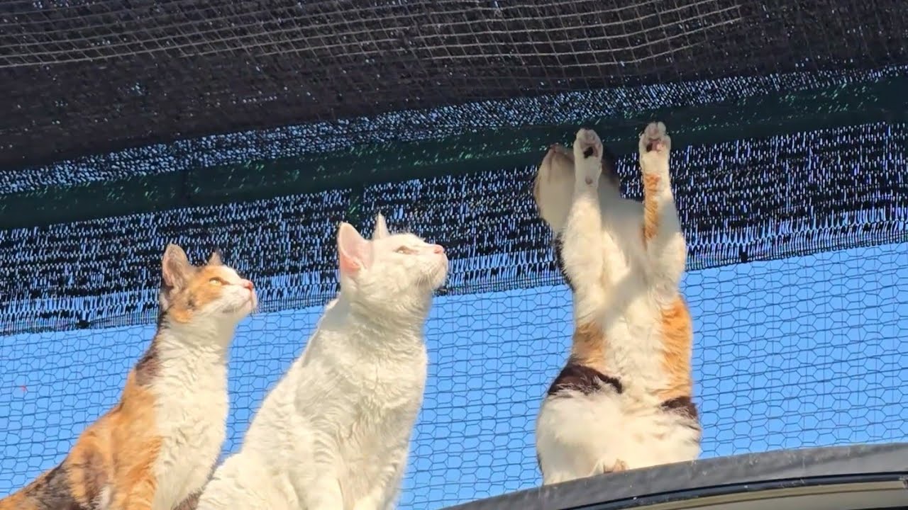 뭔가 매우 재밌는게 있는 듯 하다