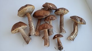 картинка: Как правильно готовить ЛЕСНЫЕ ГРИБЫ