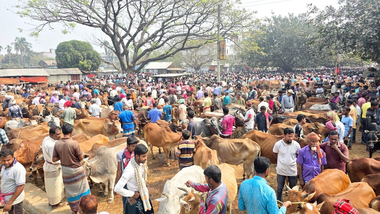 ৭/৩/২৬/ঈদের আগেই আগুন লাগছে বলদ গরুর বাজারে, বলদ গরুর দাম জানুন।