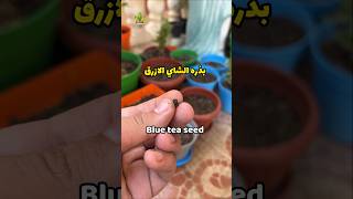 زراعة الشاي الازرق من البذورGroing Red basil from seedsزراعة  شاي_ازرق زراعه   fypシ  fyp