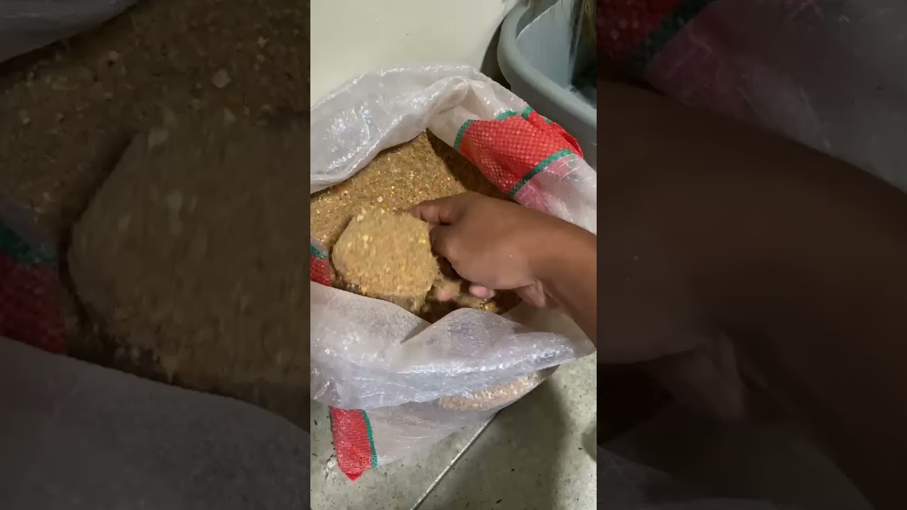 Daun ini bisa menjadi vitamin alami untuk ayam🐔 