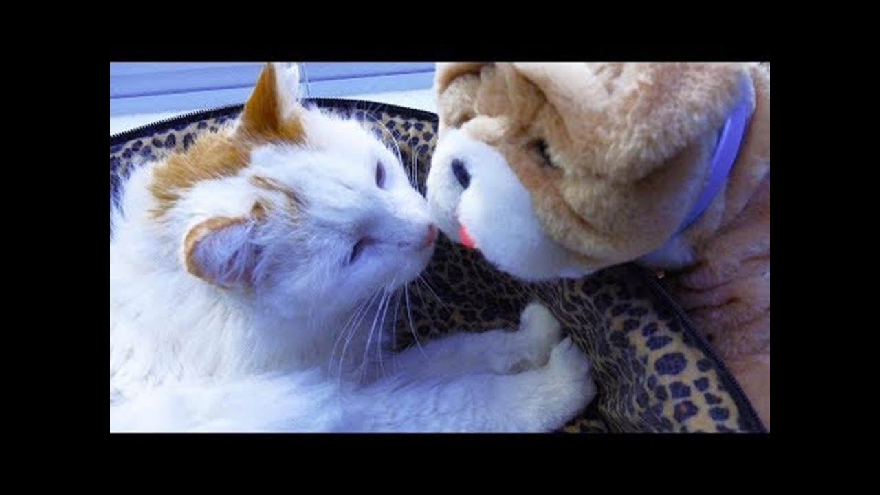 New Puppy Dog ! Rollie Little Live Pets Interactive Toy Animal