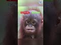If you don't like orangutans then you cannot be trusted! 😤😡