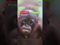 If you don't like orangutans then you cannot be trusted! 😤😡