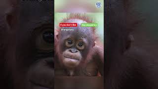 If you dont like orangutans then you cannot be trusted! 😤😡