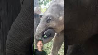 This Elephant Is Built  Defferent #shorts #facts #elephant