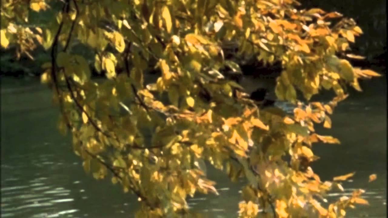 Boards of Canada Whitewater YouTube