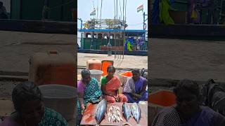 💥🐠 Kasimedu Fresh Sankara Fish low rate maaa | Kasimedu fish market #redsnapperfish #fish #shorts