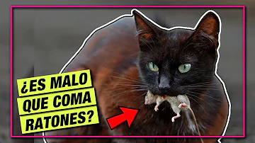 ¿Los gatos comen ratones?