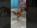 Kodi kaki punju, § 5, breederpandem punju #sandeepsanaboina #kaki#pandemkodi #rooster #fyp